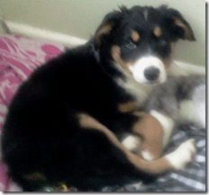Puppy at rest. 5.5 kg and enjoying teddy bear #1